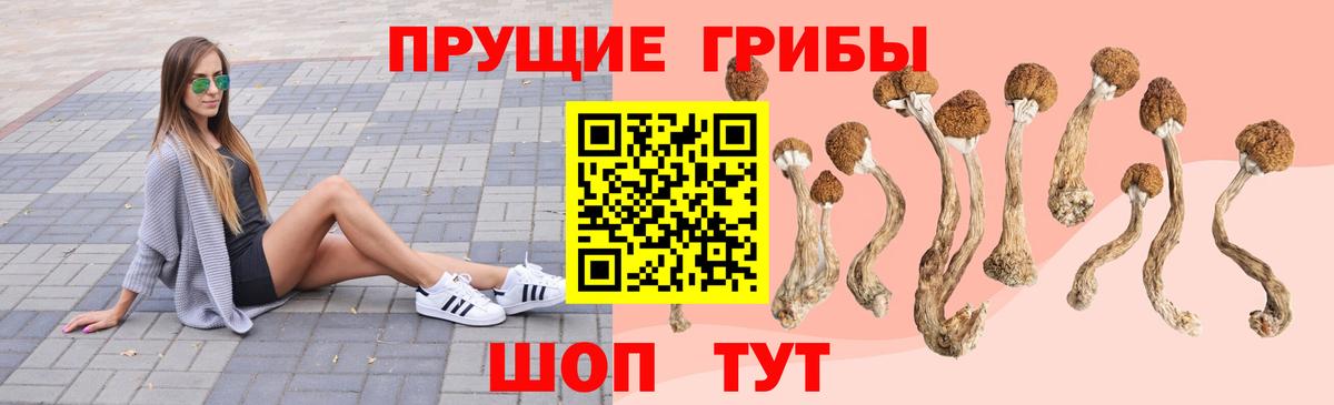 Псилоцибиновые грибы Cubensis  Тобольск  Галлюциногенные грибы Psilocybe 